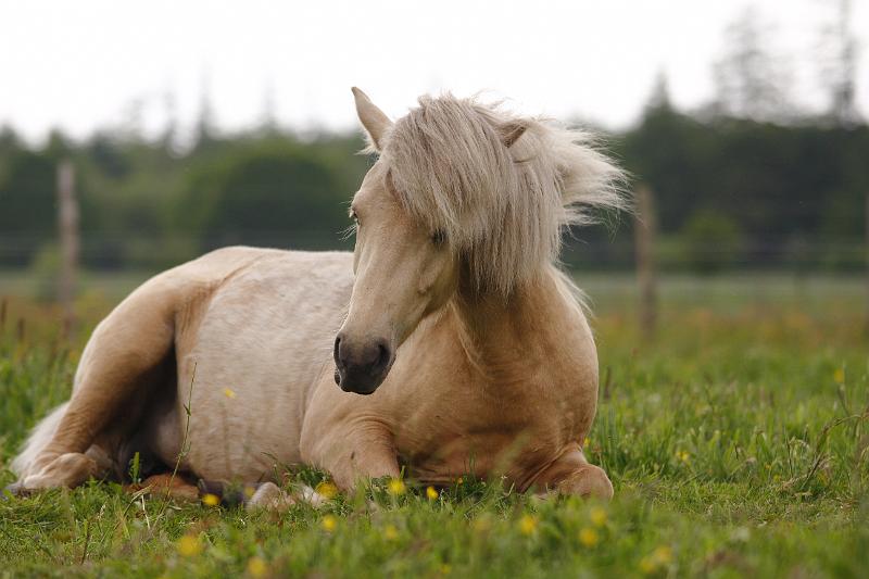 Ljoska von Heidmoor (5).jpg